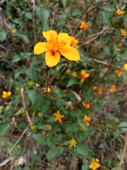 Sclerocarpus divaricatus