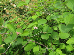 Lonicera rupicola