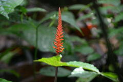 Palicourea subspicata