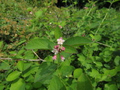Lonicera rupicola