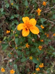 Sclerocarpus divaricatus