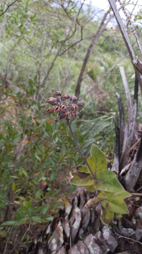 Sinningia polyantha