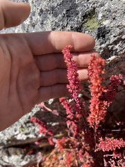 Bistorta vacciniifolia