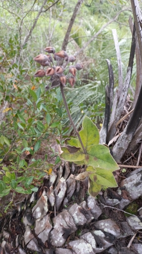 Sinningia polyantha