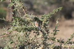Tchagra australis
