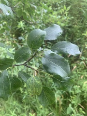 Rhamnus davurica