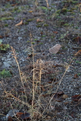 Eragrostis minor