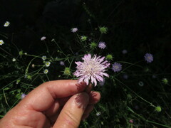 Knautia integrifolia