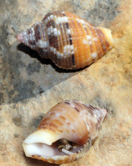 Columbella mercatoria