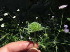 Knautia integrifolia