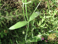 Knautia integrifolia