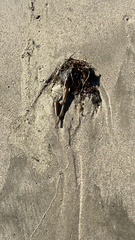 Laminariaceae