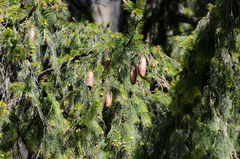 Picea smithiana