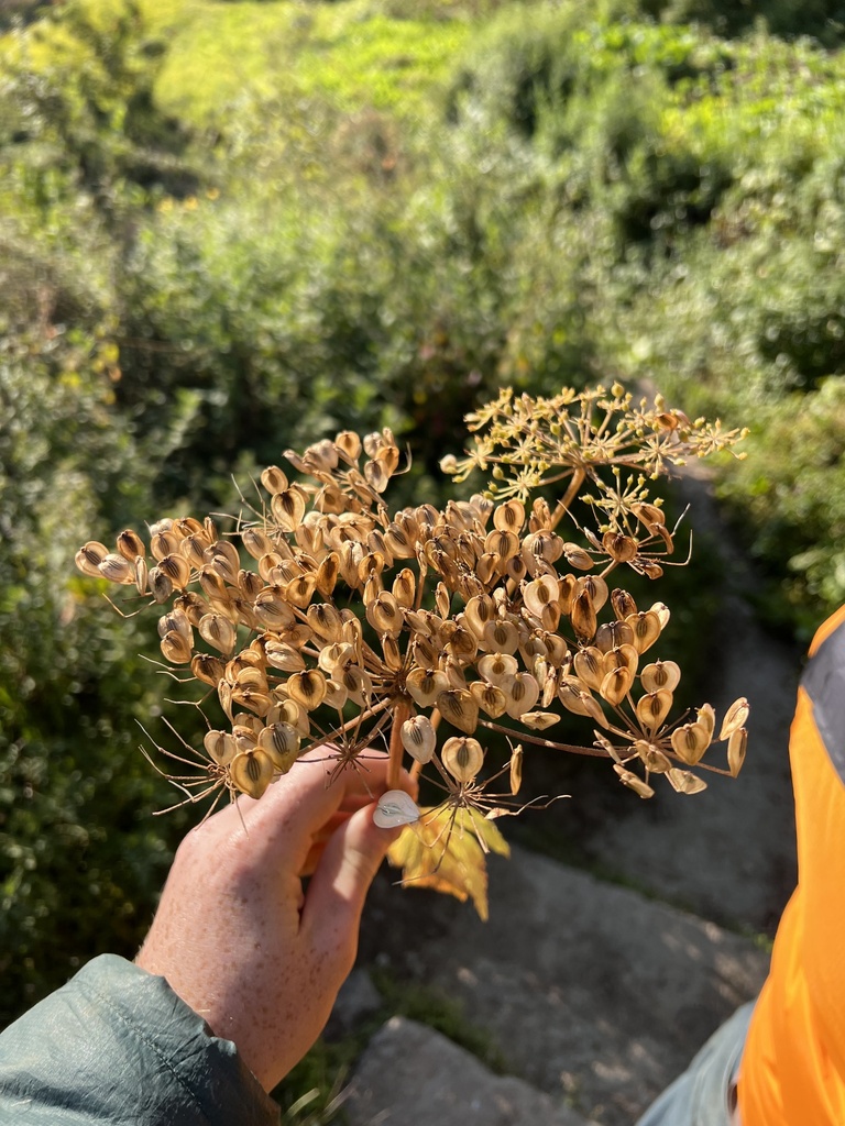 Tetrataenium nepalense