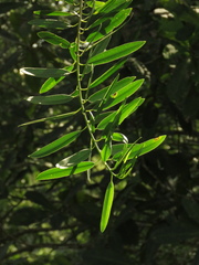 Sapium glandulosum