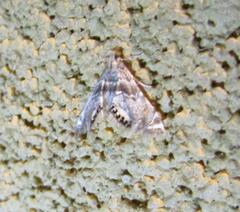 Petrophila fulicalis