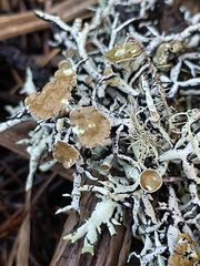Hypogymnia inactiva