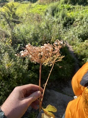 Heracleum nepalense