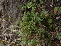 Polycarpon tetraphyllum