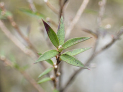 Leptospermum continentale