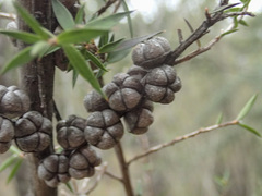 Leptospermum continentale