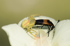 Misumenops callinurus