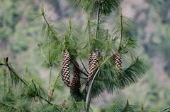 Pinus wallichiana