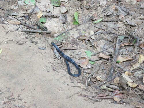 Angolan Garter Snake