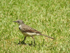 Motacilla capensis capensis