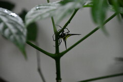 Micrathena schreibersi