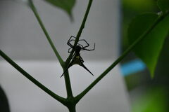 Micrathena schreibersi
