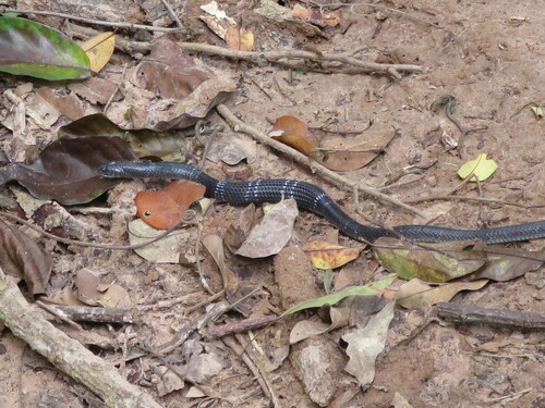 Angolan Garter Snake