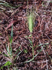 Hordeum murinum