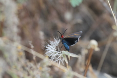 Ctenucha
