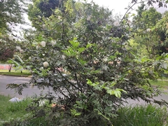 Calliandra haematocephala