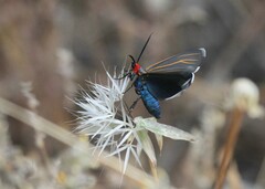 Ctenucha
