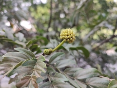 Calliandra haematocephala