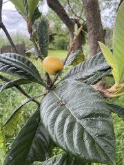 Eriobotrya japonica