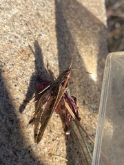 Rhammatocerus viatorius