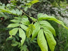 Calliandra haematocephala
