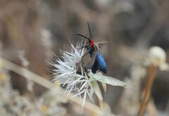 Ctenucha