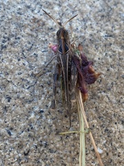 Rhammatocerus viatorius