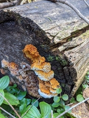 Pycnoporellus alboluteus