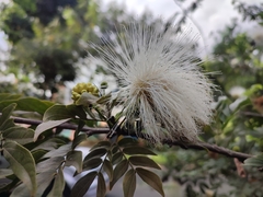 Calliandra haematocephala