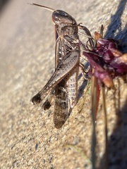 Rhammatocerus viatorius