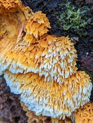 Pycnoporellus alboluteus