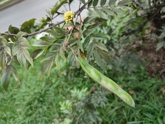 Calliandra haematocephala