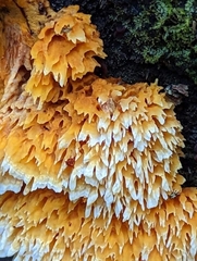 Pycnoporellus alboluteus