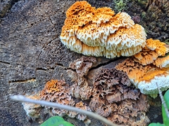 Pycnoporellus alboluteus