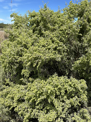 Atriplex lampa